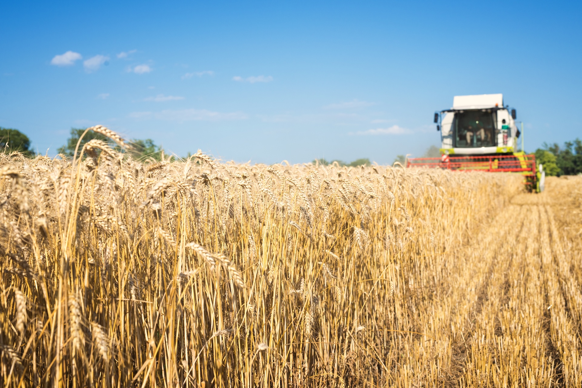 A combine harvester cutting through a golden wheat field under a clear blue sky.